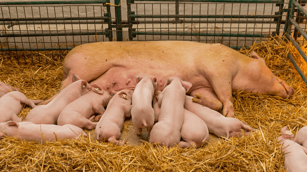 Síntomas de una cerda preñada: cómo identificar la gestación paso a paso