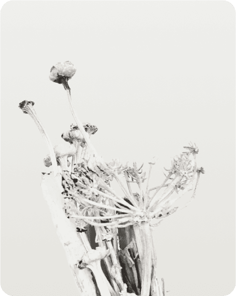 Composition of dried flowers with driftwood