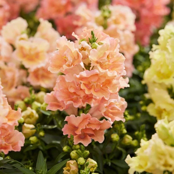 Snapdragon 'Twinny'