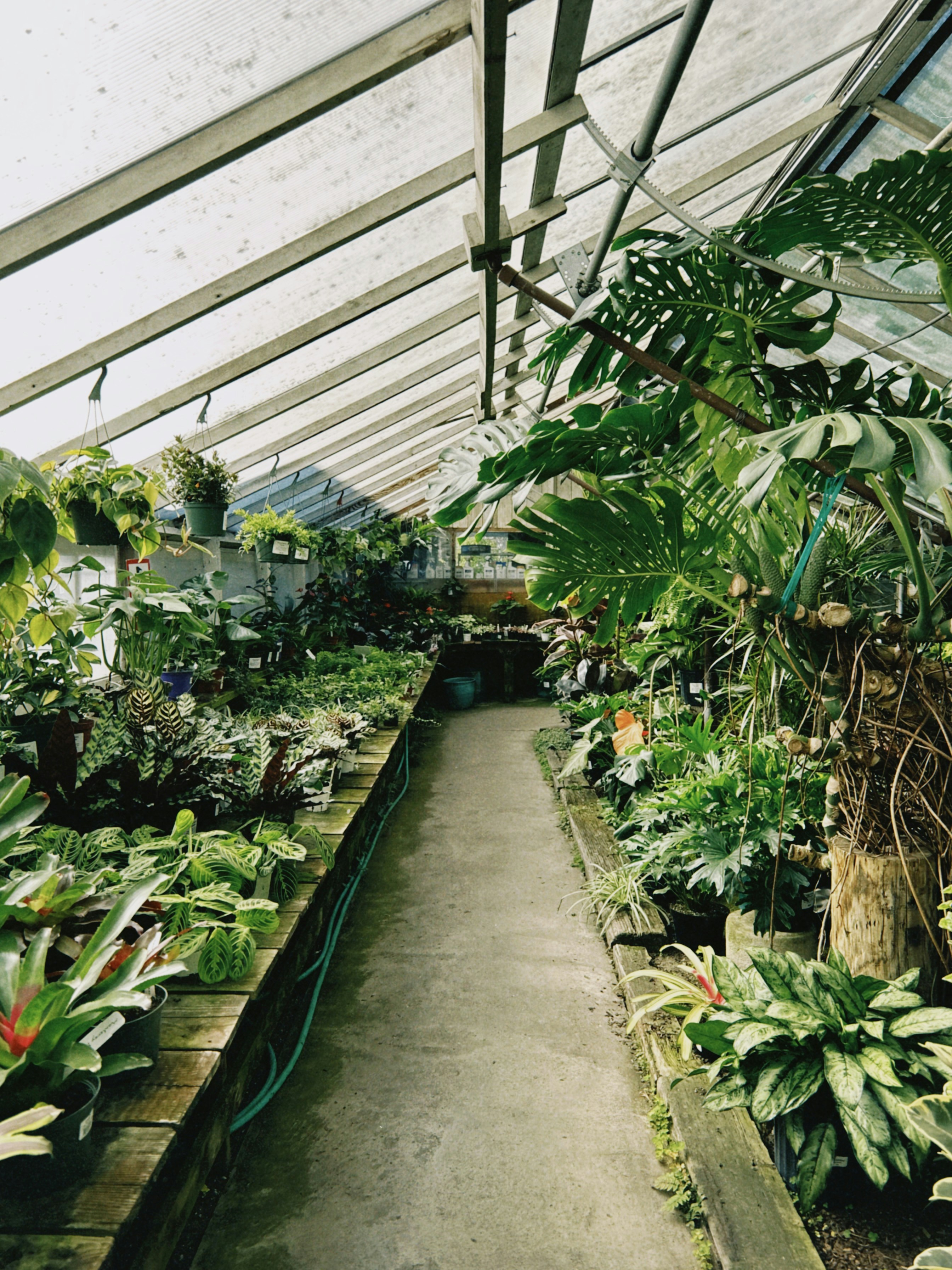 A greenhouse filled with lush green plants and flowers.