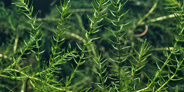Élodée du Canada (Elodea canadensis)