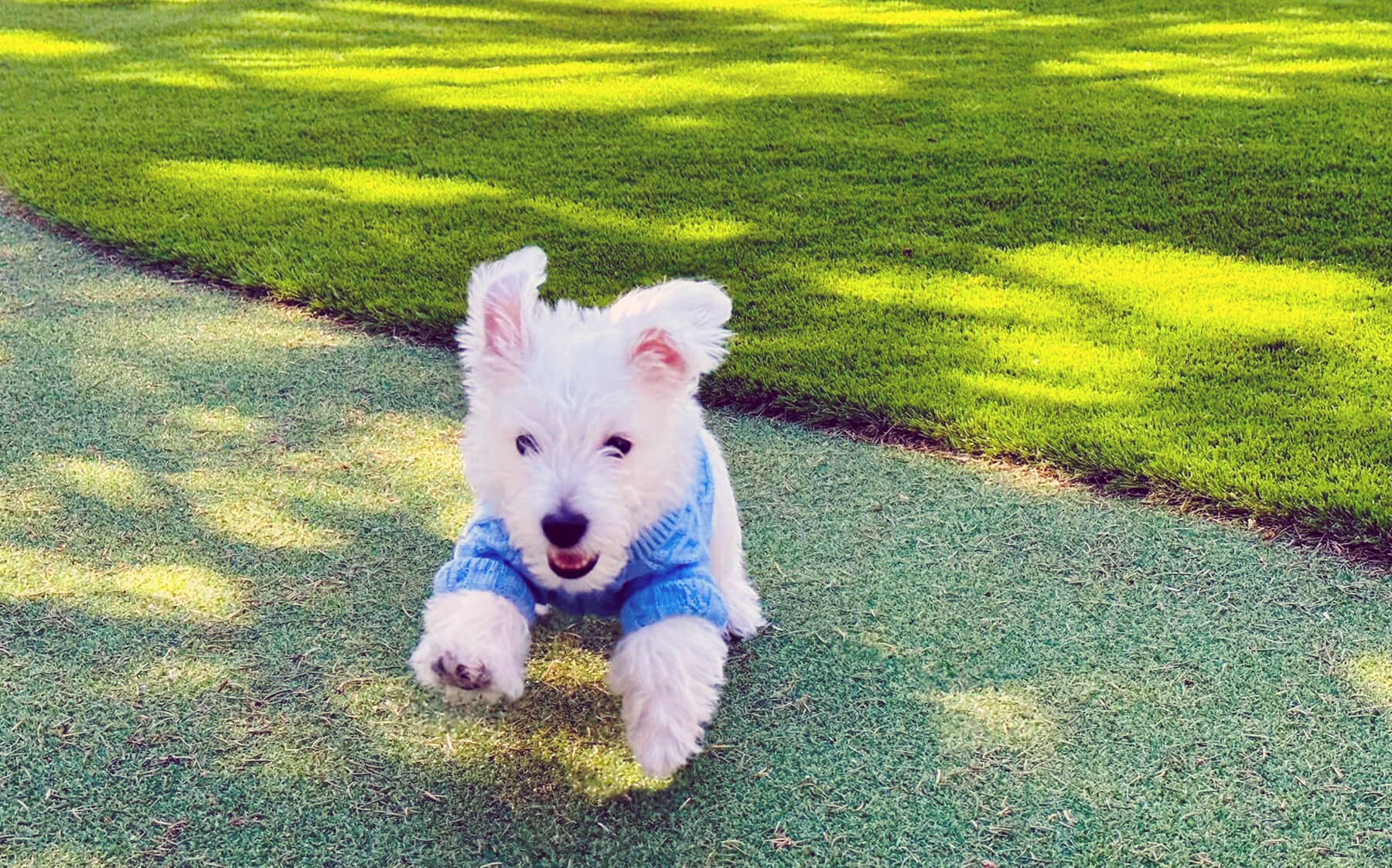 A tiny white dog wearing a blue sweater gleefully jumps onto AGL Grass North Golf Leisure artificial grass.