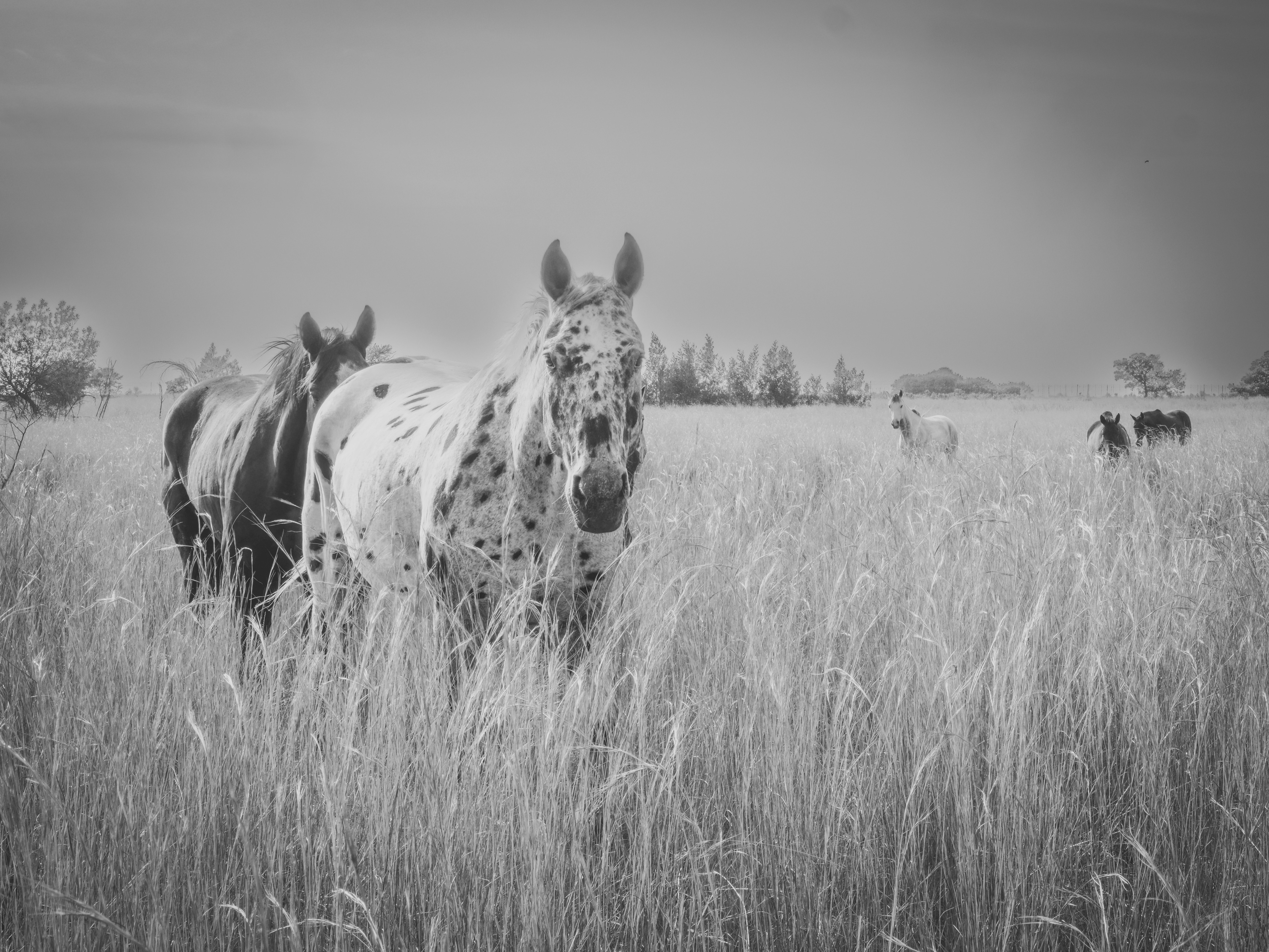 Wild Ride – Horse safari in Middelburg Mpumalanga, South Africa fr