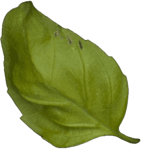 Leaf Image