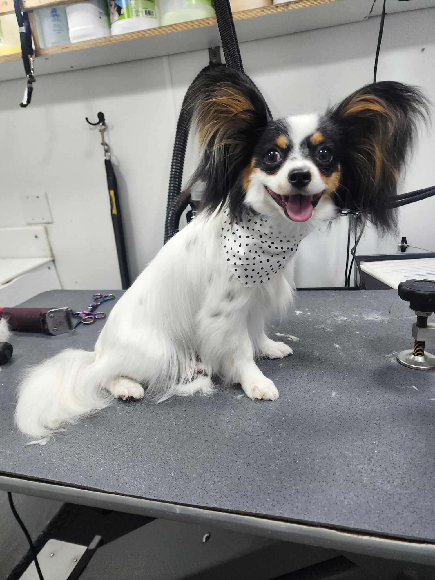 Extra Small Dog Grooming Bath & Trim Photo - Wags To Riches Dog Grooming