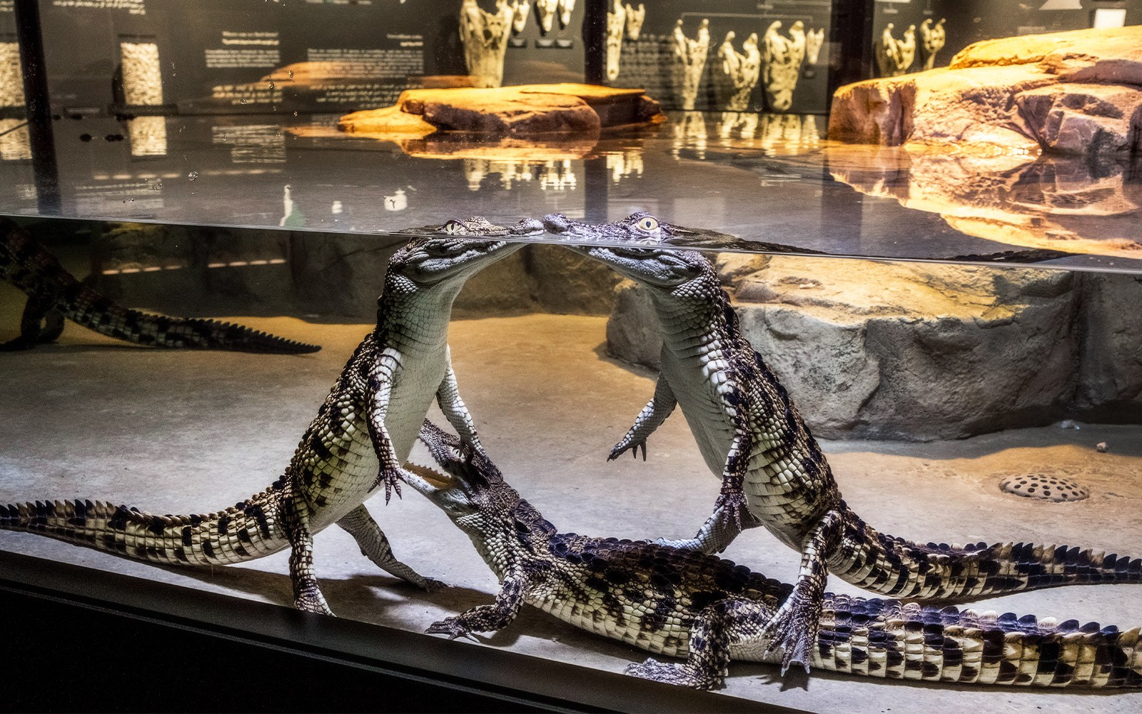 0-3歲年度暢銷新書11件套書組, image size:1600x1000