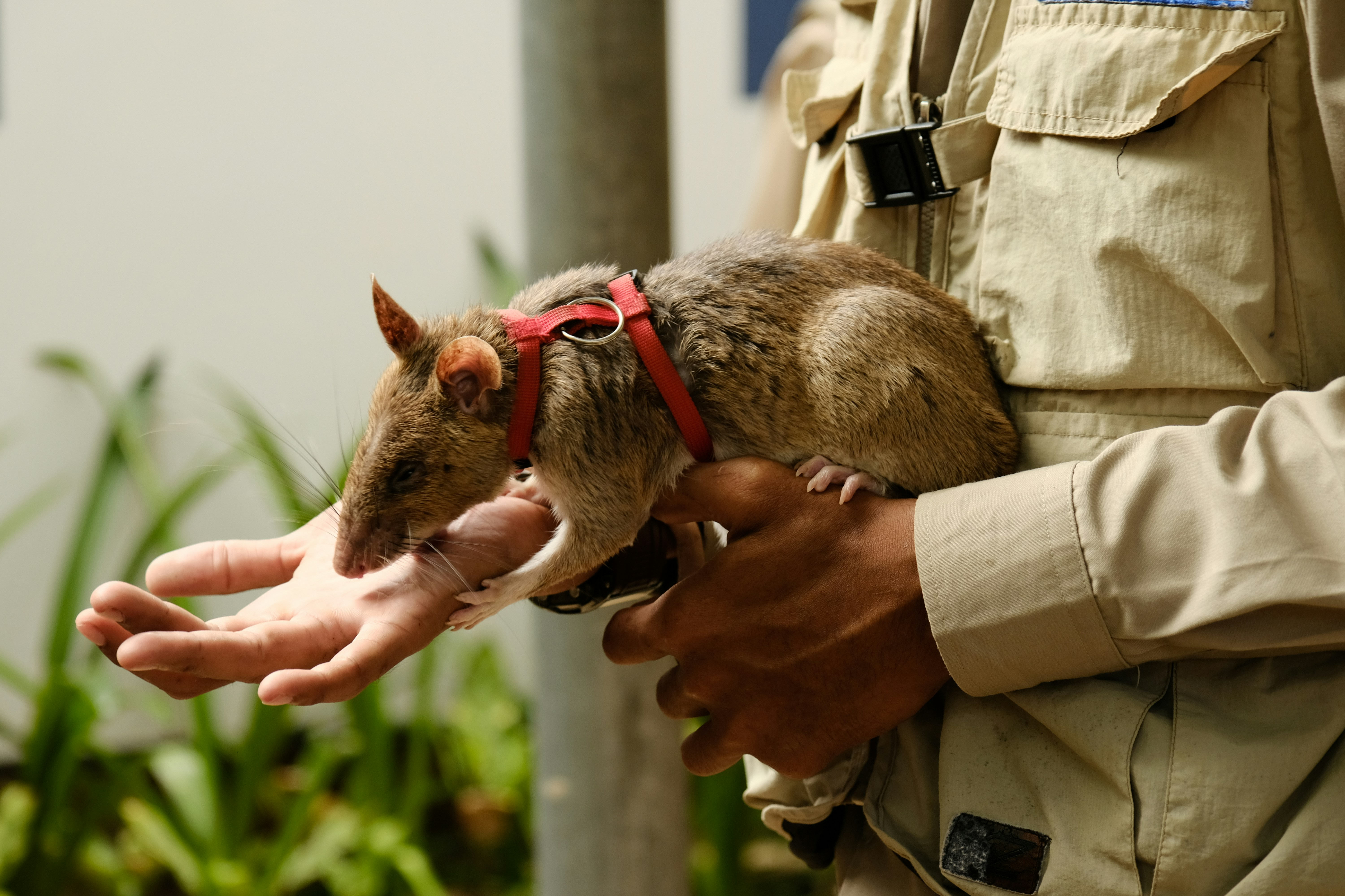Protección animal