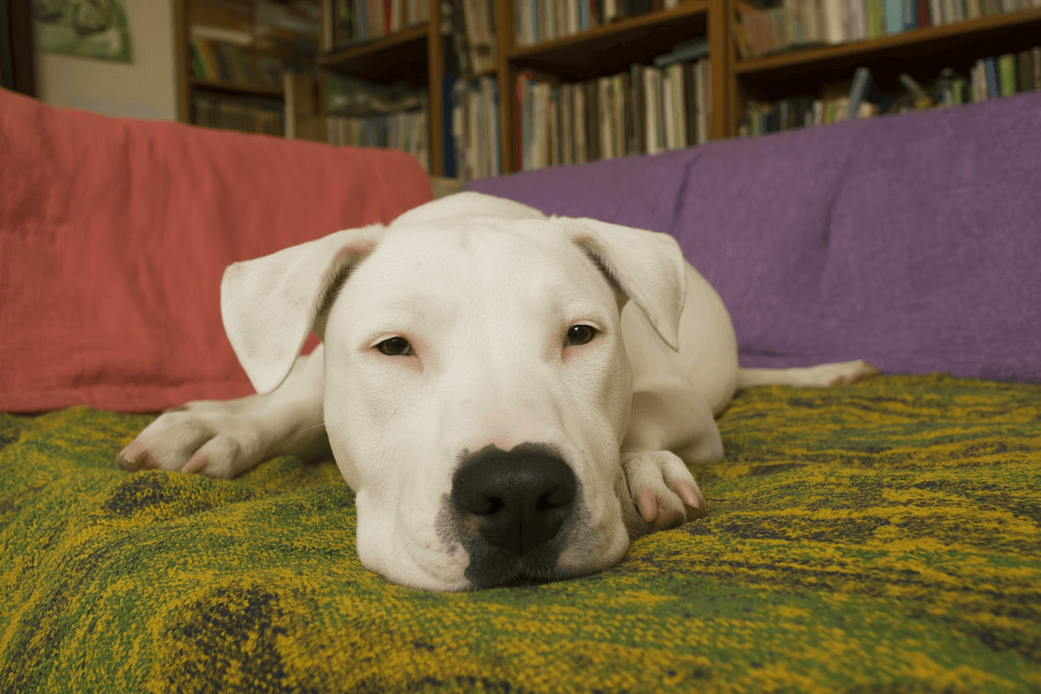 A close-up of a cute Dogo Argentino dog