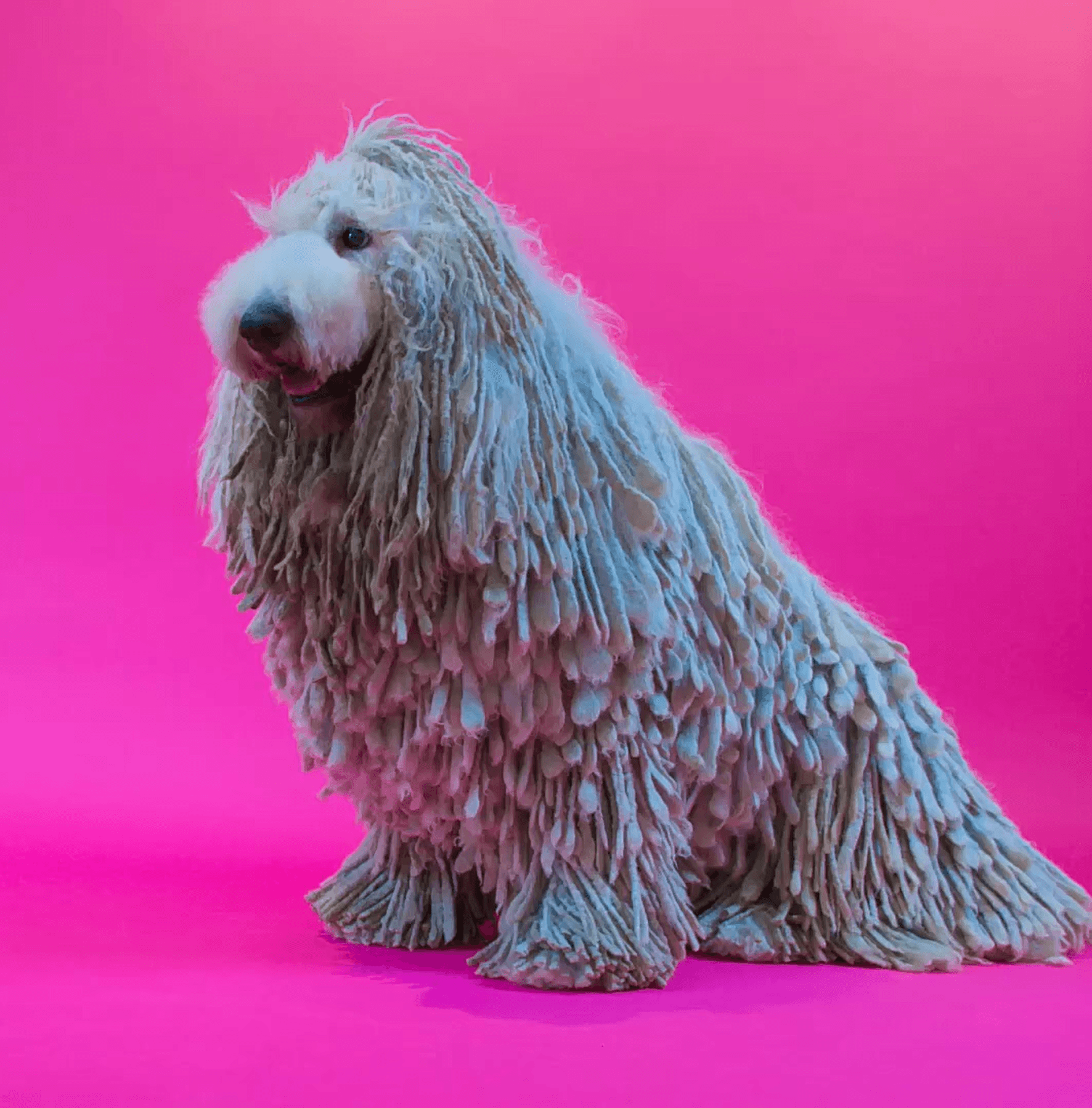 Close-up of a fluffy white dog on a soft pink background to highlight clean texture and professional grooming detail.”