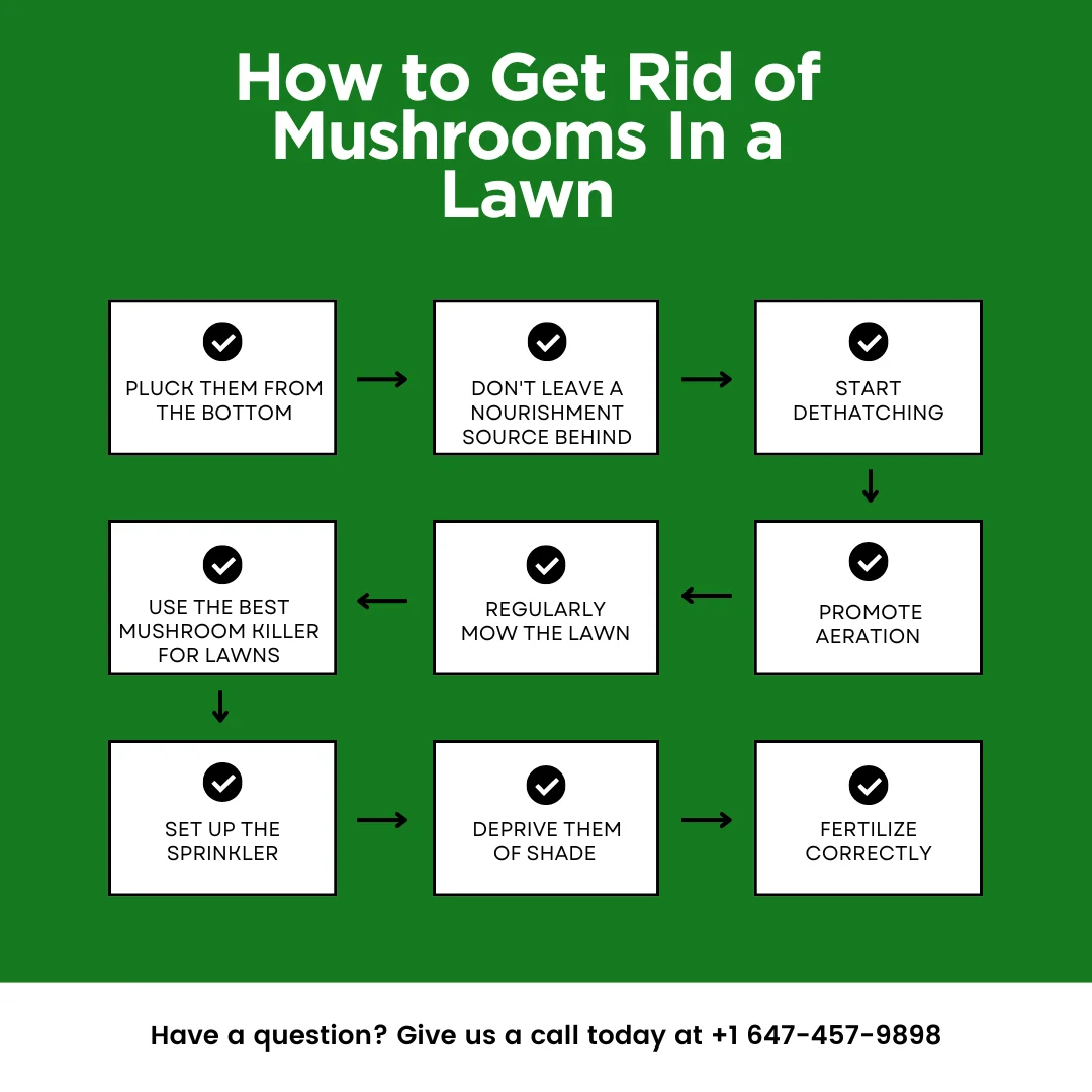 An infographic on how to get rid of mushrooms in a lawn