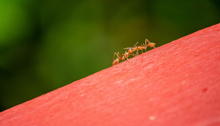 Ant on a piece of wood