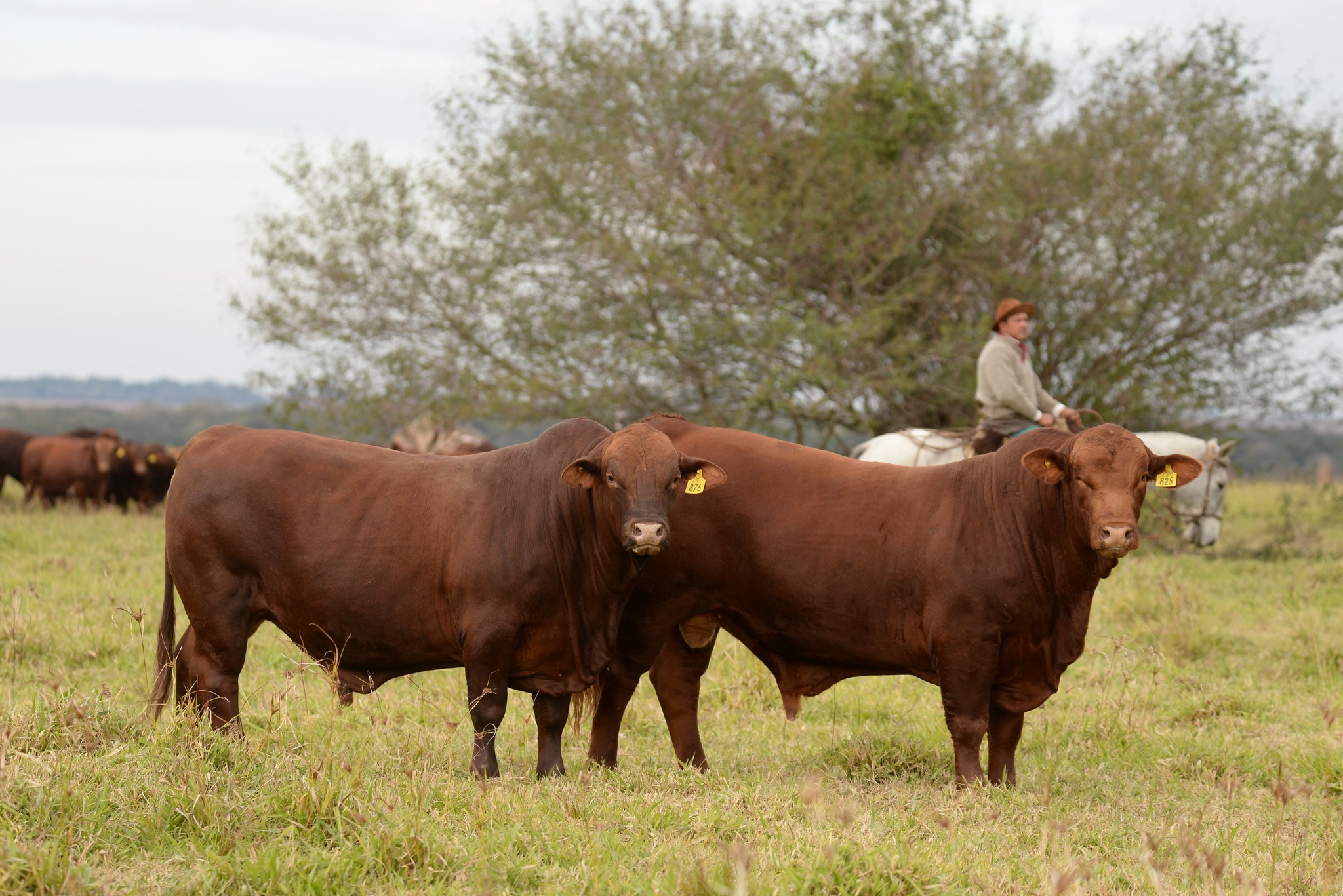 toros nea