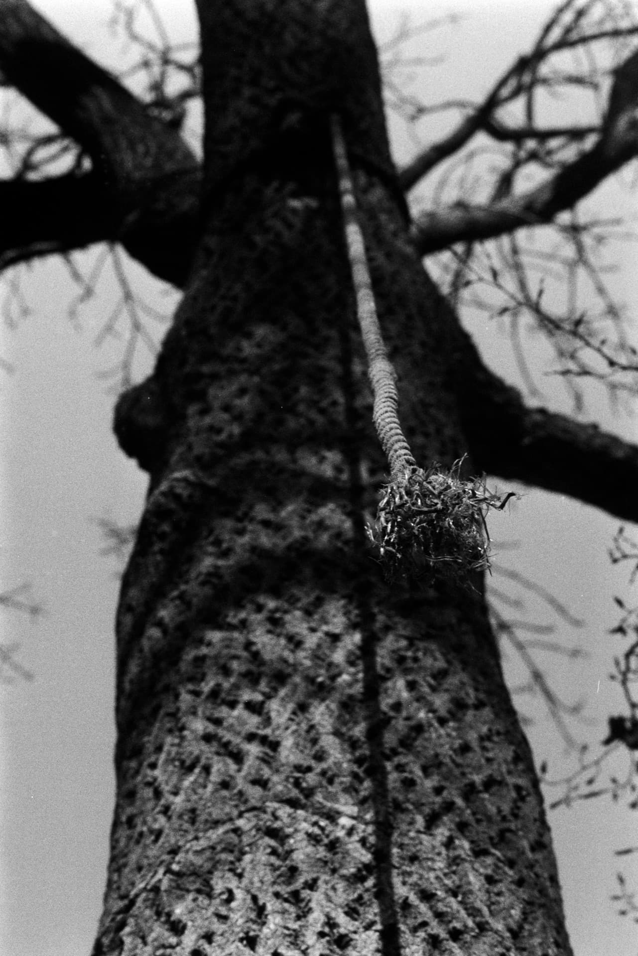 Frayed rope hanging from tree branch with textured bark viewed from below