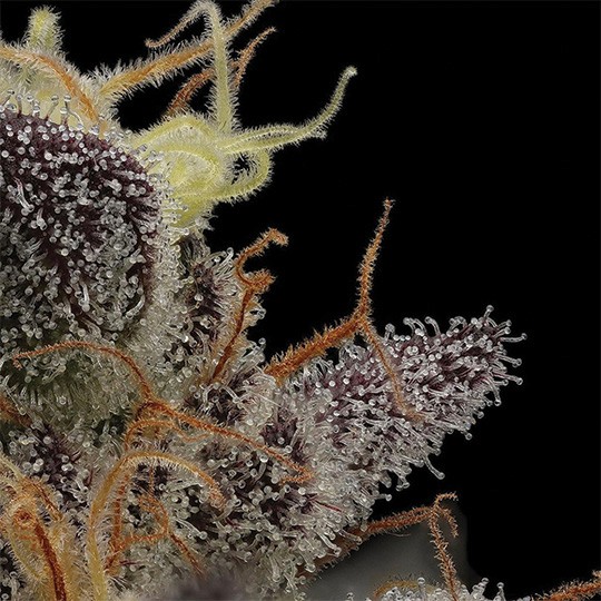 Cement Shoes by Cult Classics Seeds