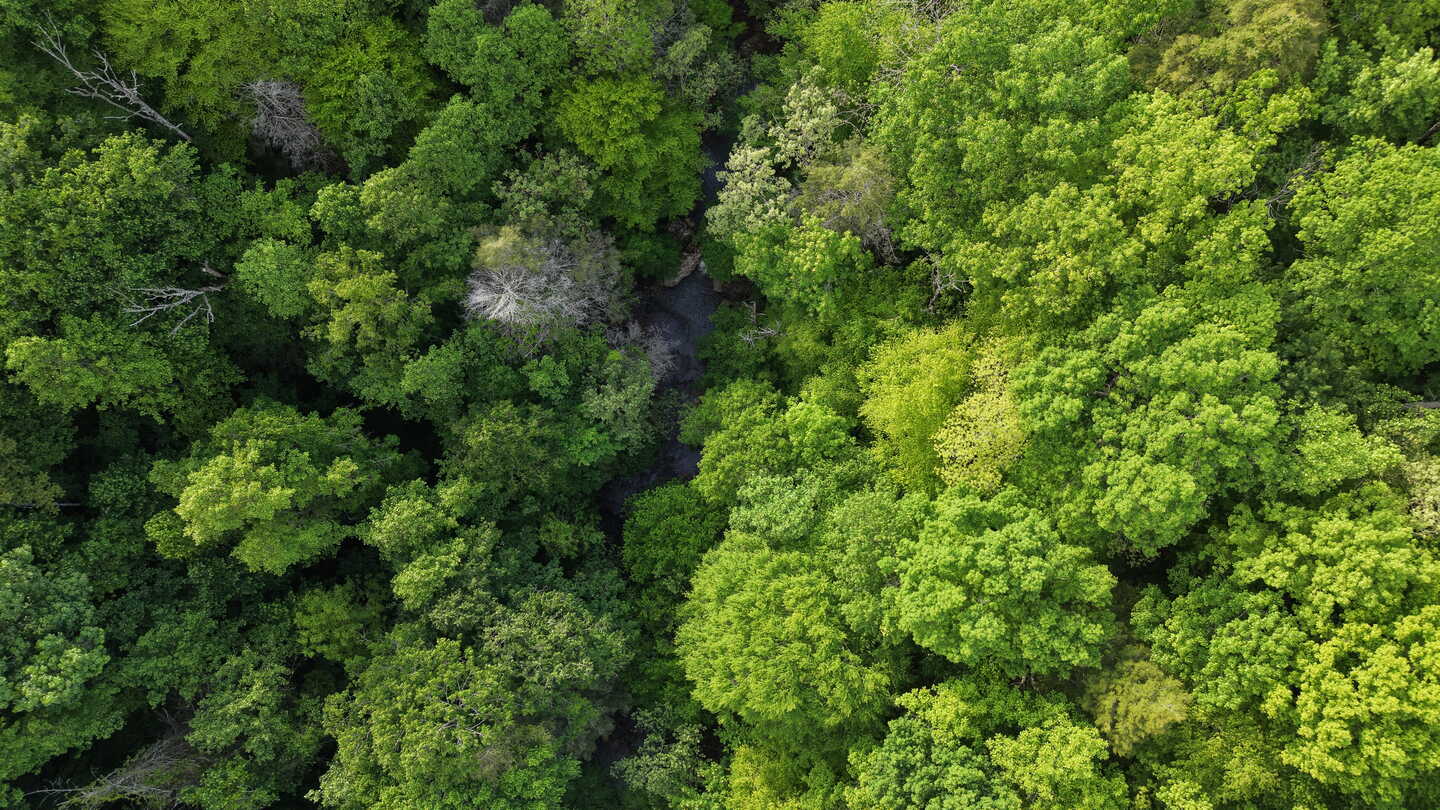 aerial shot of road surrounded by green trees