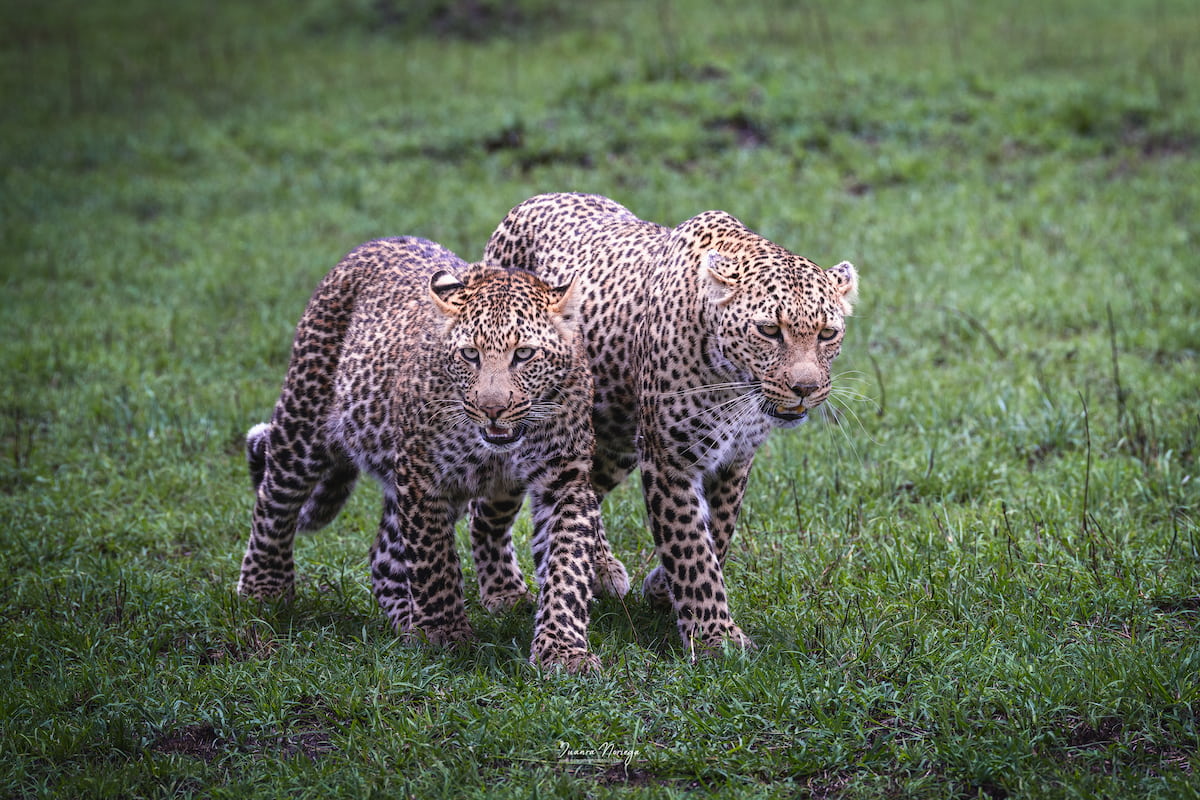 Pareja de leopardos en el Masai Mara, Kenia