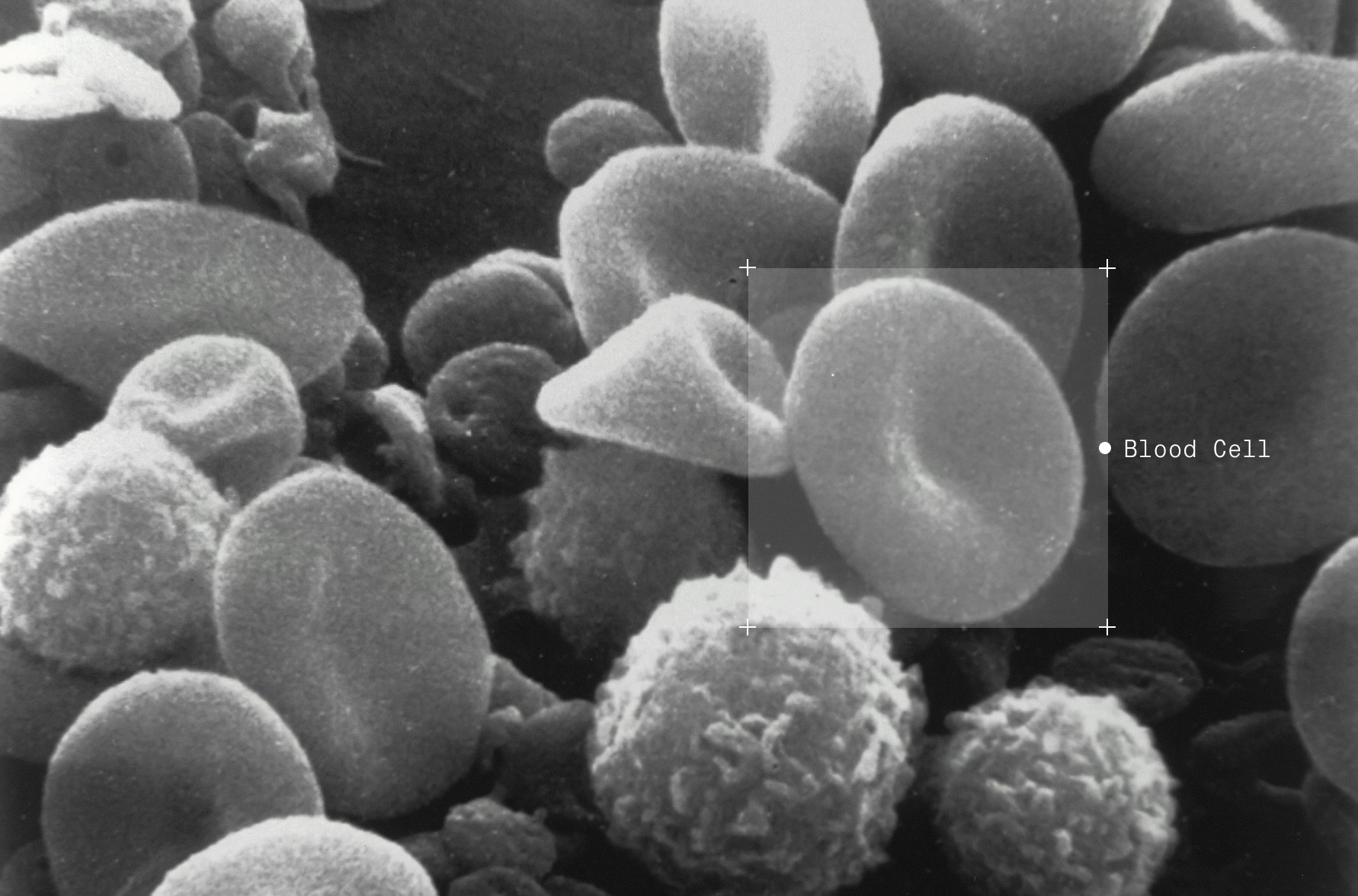 Annotated blood cells