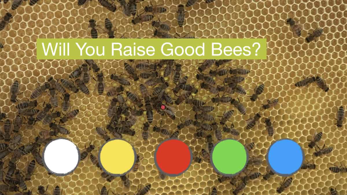 Will You Raise Good Bees met de 5 kleuren