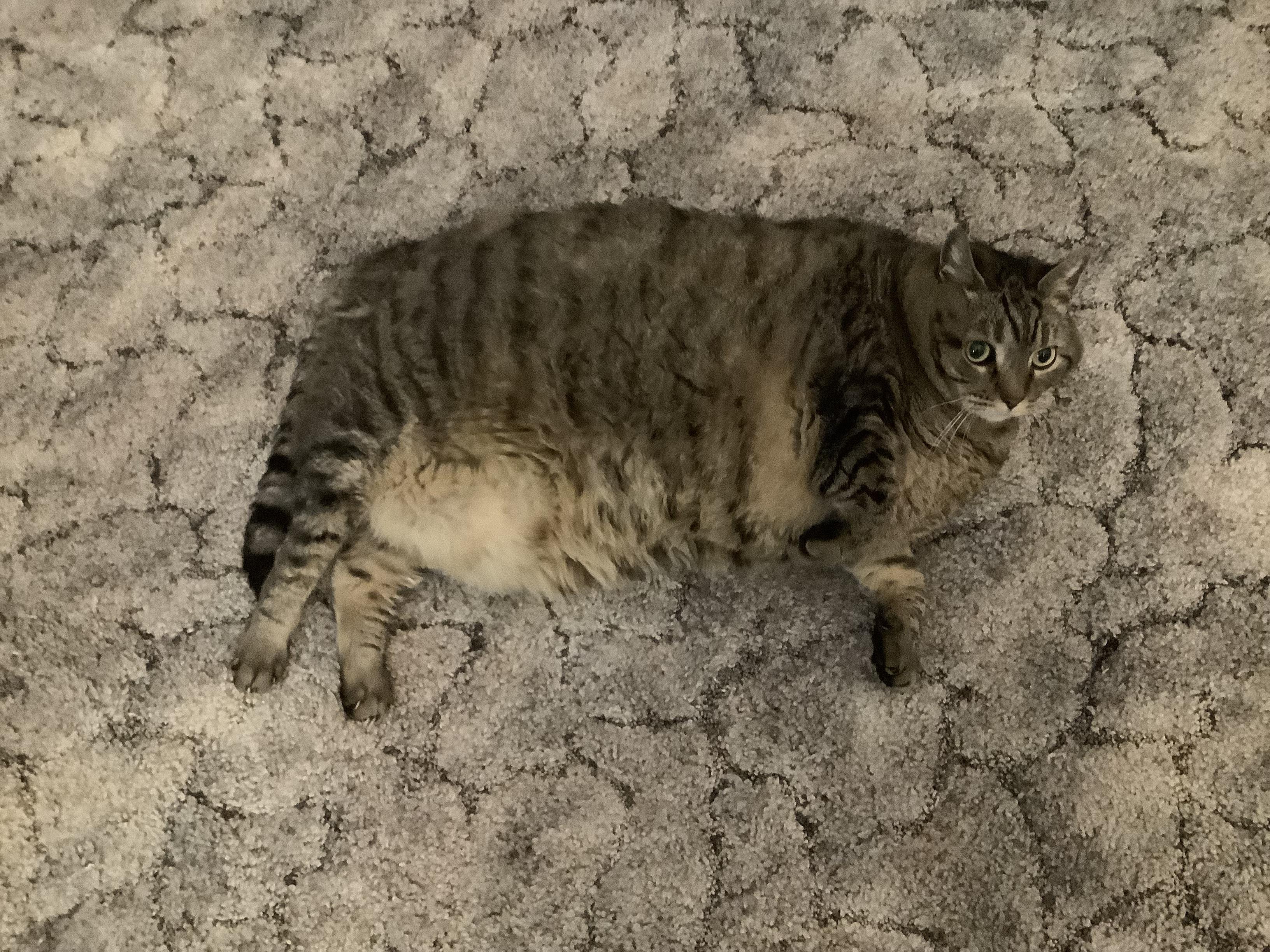 Un gato con sobrepeso postrado sobre una alfombra