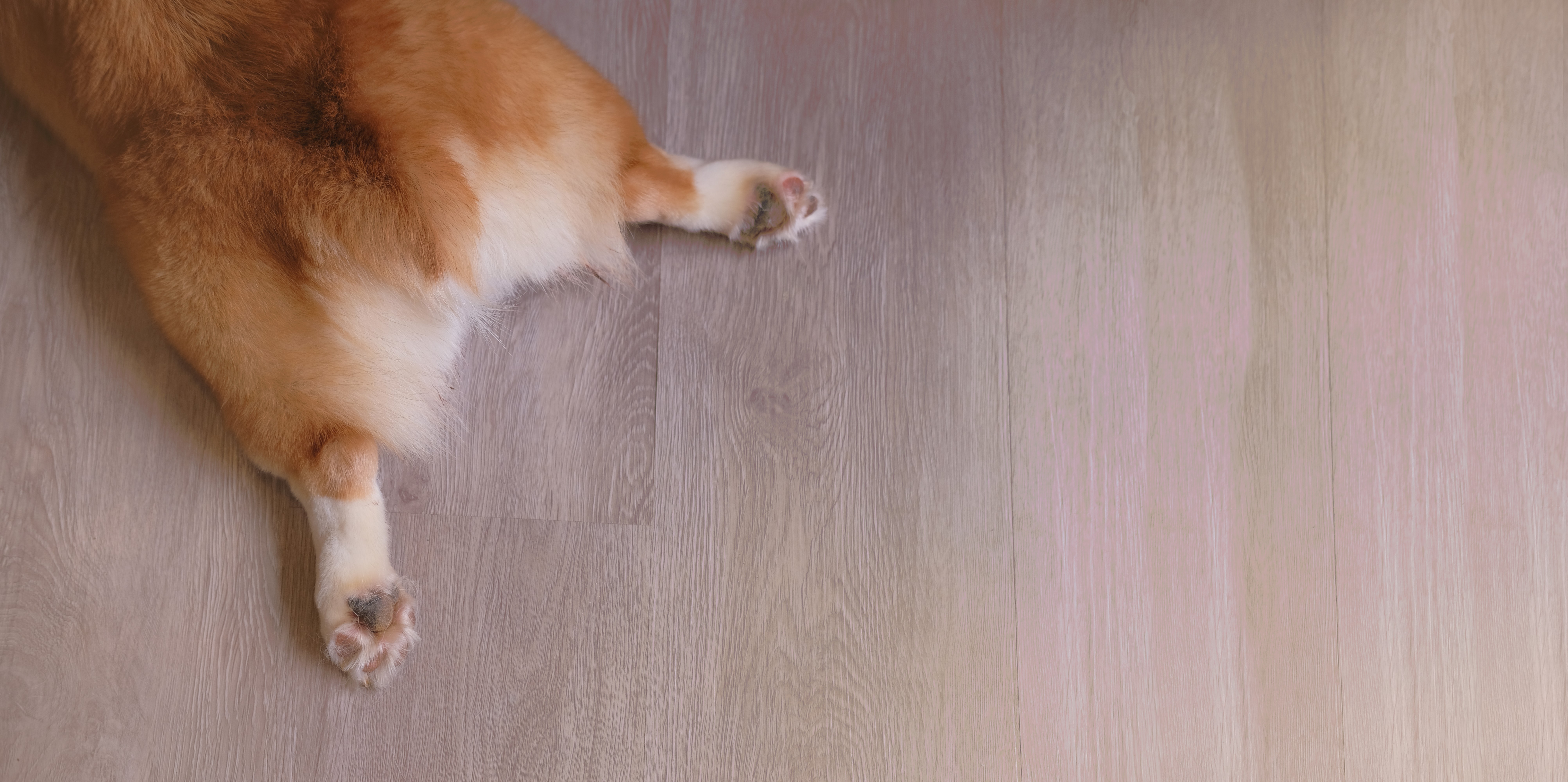 Dog stretched out on a light wood-look floor in a Brisbane house, resting after play without scratches or slippery spots.
