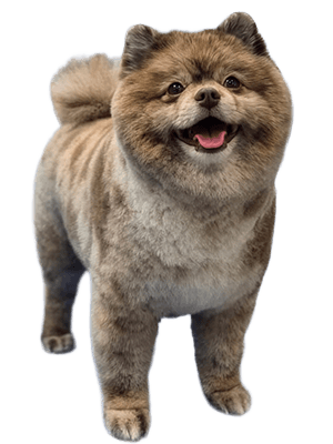 Basic Grooming animation Image