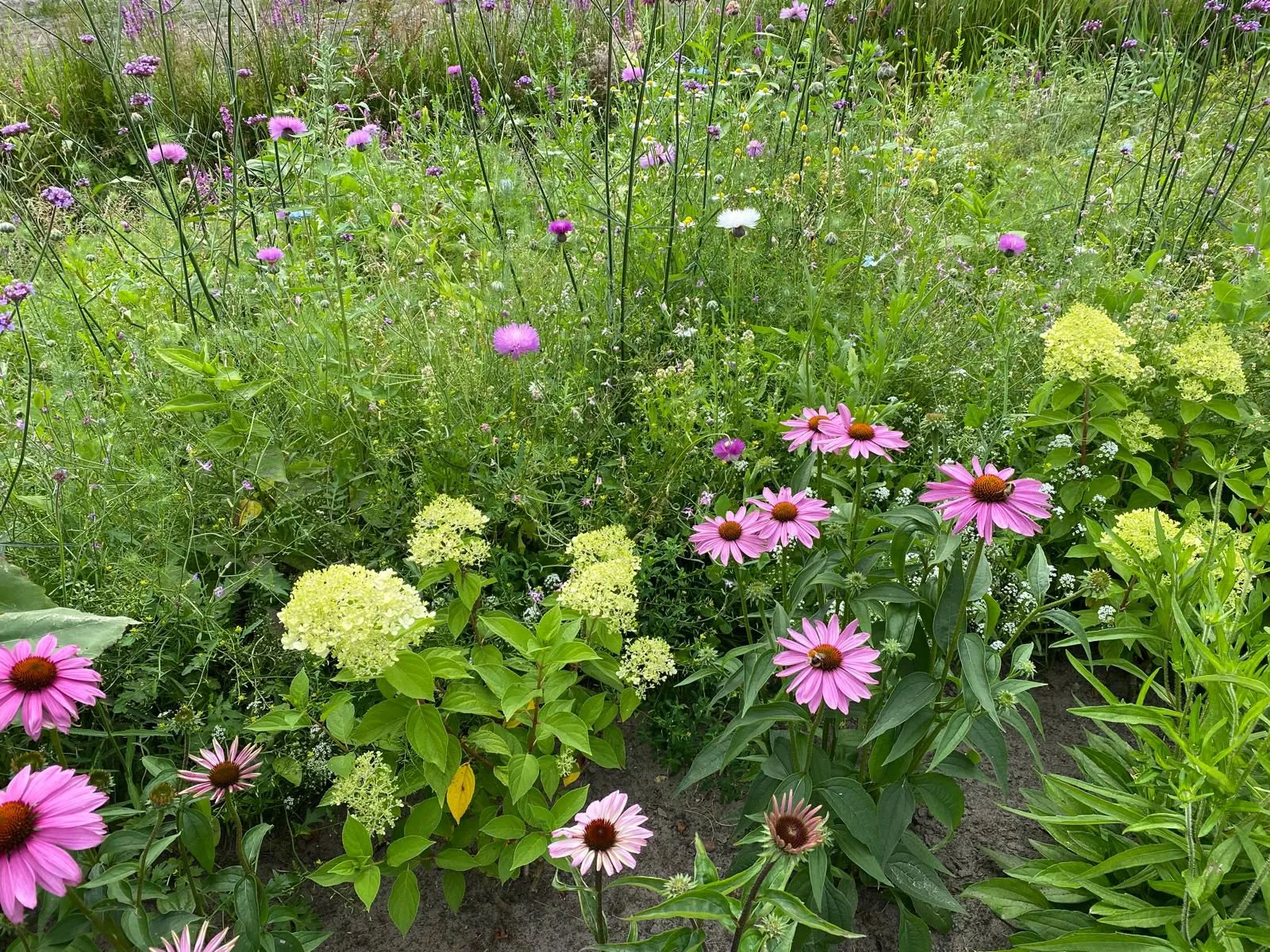 Weelderige belevingstuin met diverse bloeiende planten en grassen, waaronder paarse en witte bloemen, in zorglocatie Voltawerk Gorredijk.