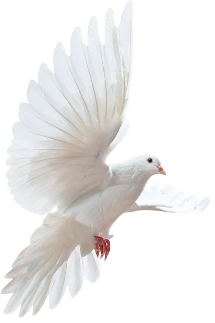 White dove in flight with wings fully extended on a transparent background.
