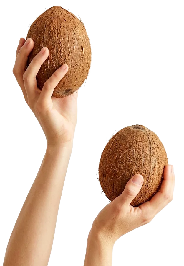 Two raised hands, each holding a whole brown coconut