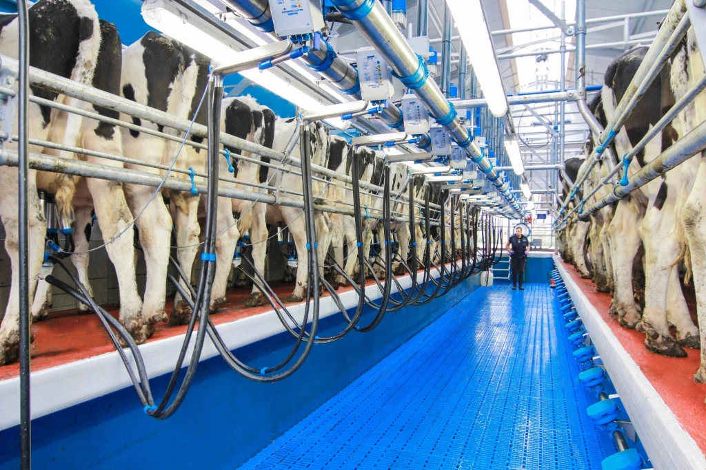 Moderná dojáreň vybavená špičkovým automatickým dojacím systémom značky Dairymaster od spoločnosti Merkanta, s dojnicami a operátorom v prevádzke.