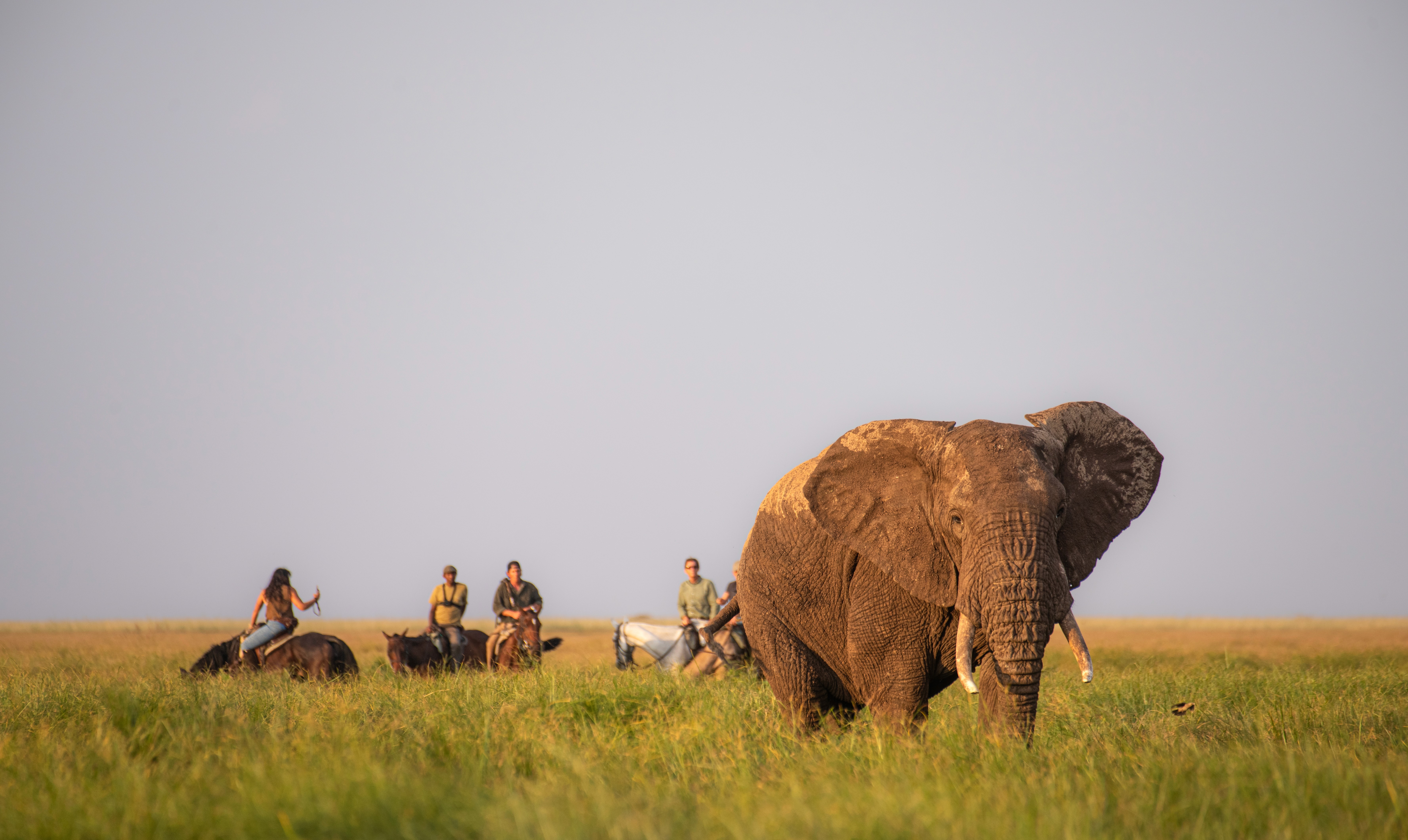 Kilimanjaro Elephant Ride, Arusha National Park, Tanzania – elefant i högt gräs tittar mot kameran, medan fem ryttare till häst på ridsafari i bakgrunden betraktar elefanten i ett grönt och frodigt landskap.