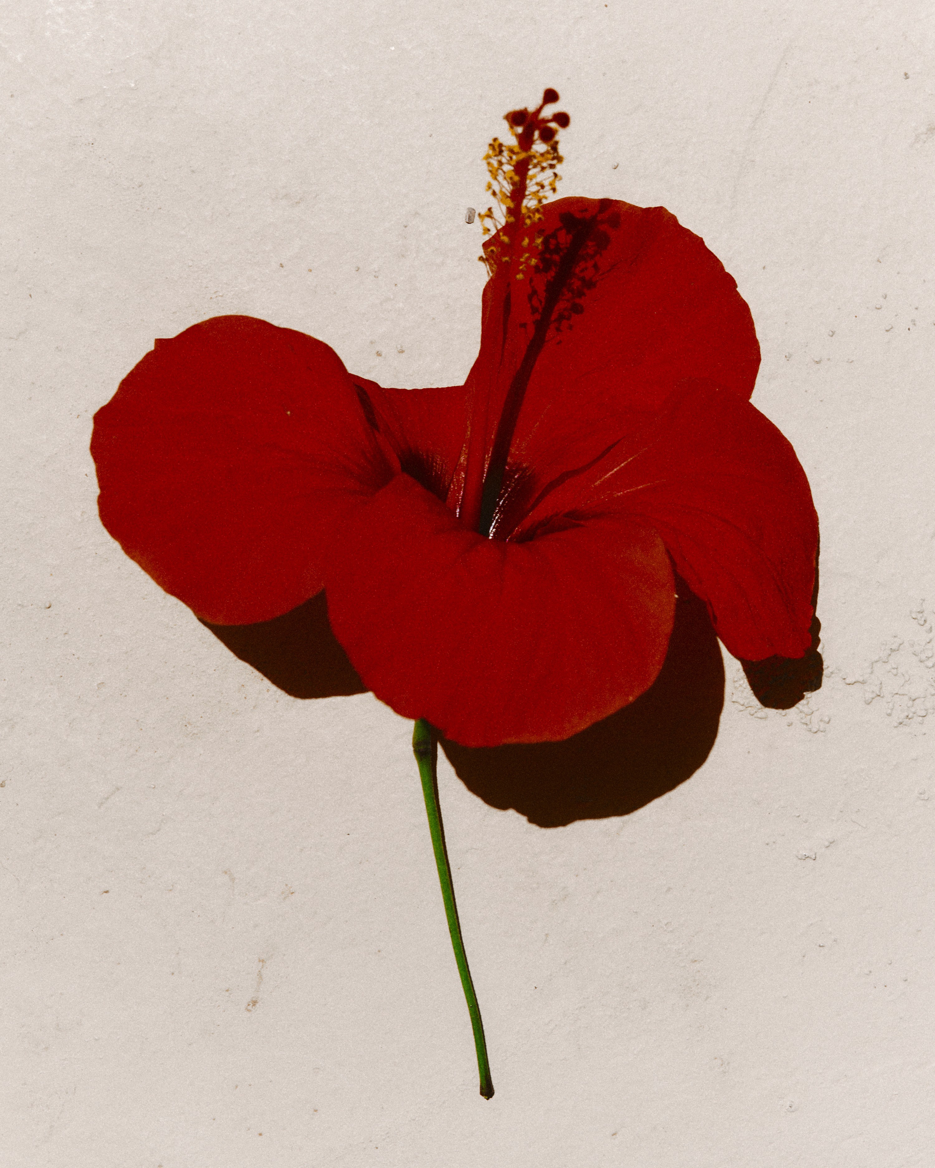 contacter cherry red