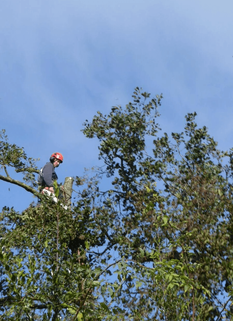 Buitenboom op de voorgrond met medewerker bezig — boomverzorging in Friesland