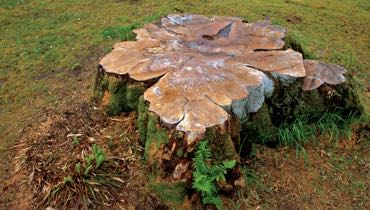 Stump Grinding