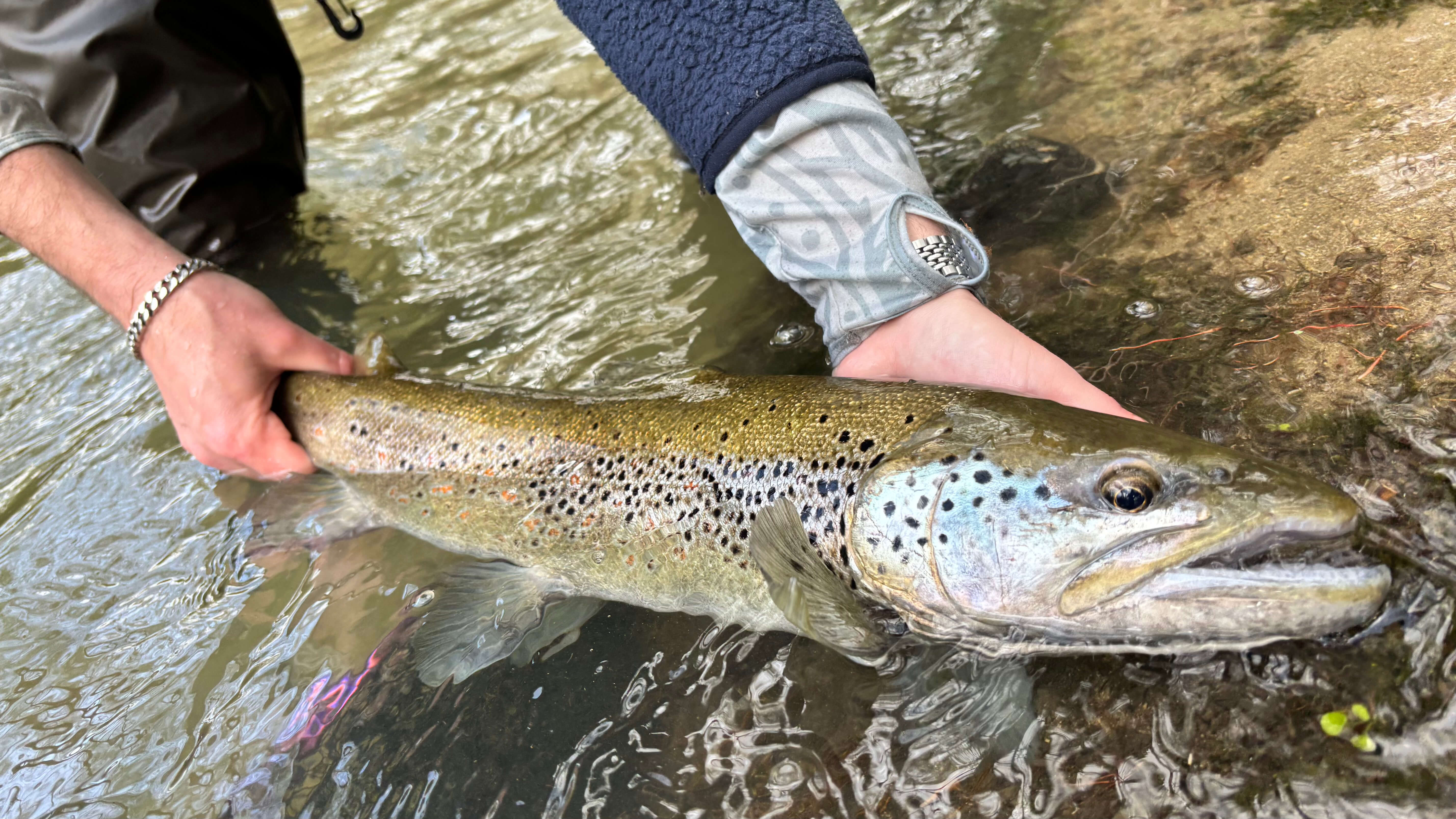 Discover Italy’s Volturno and Cavalieri rivers for dry fly, wet fly, and nymph fishing.