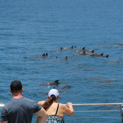 Veneellä olevat vieraat katselevat pyörähdysdelfiinejä turvalliselta etäisyydeltä