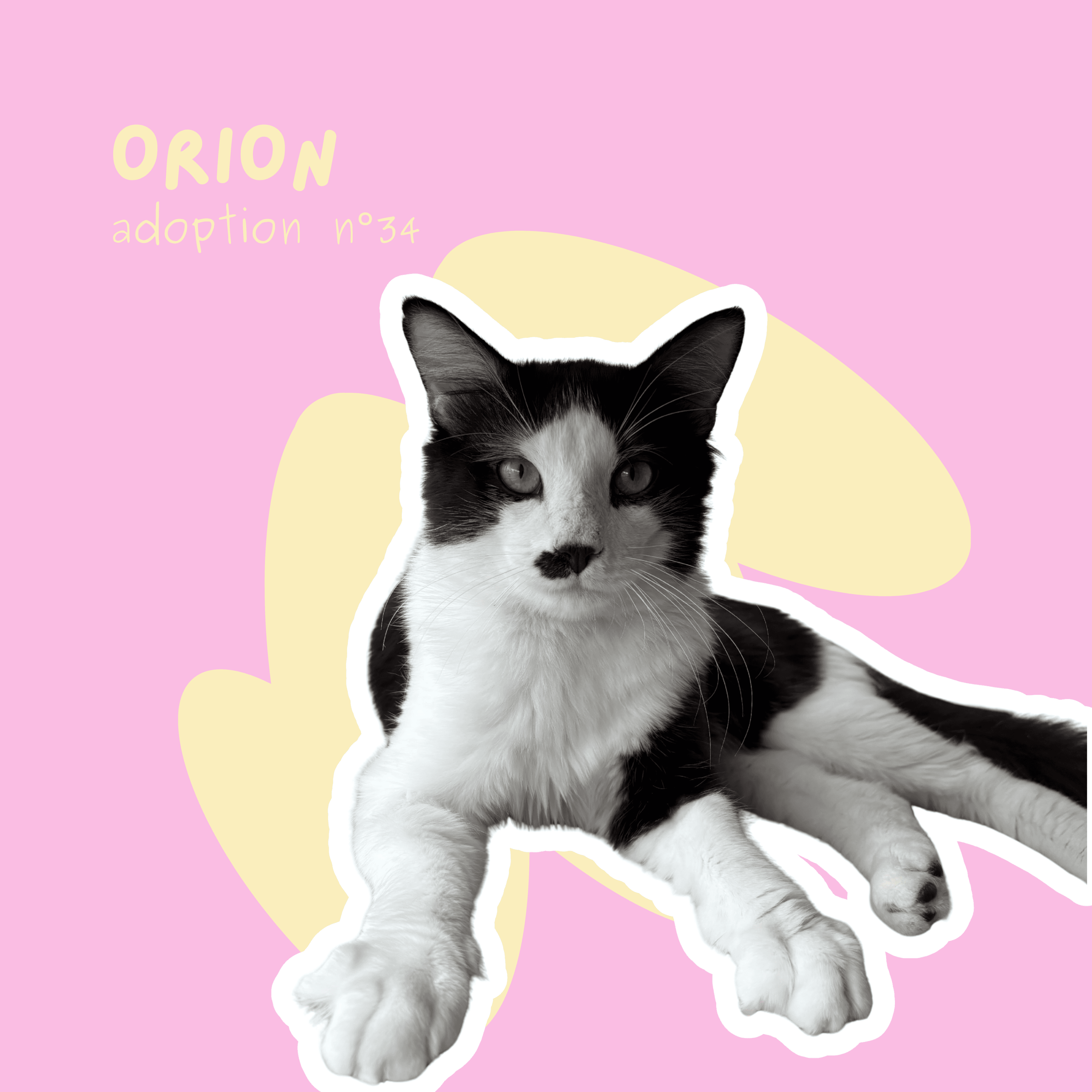chat-orion
