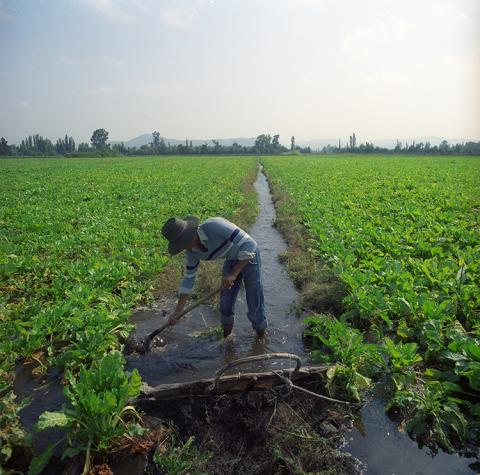 Campesino regando campo de remolachas.