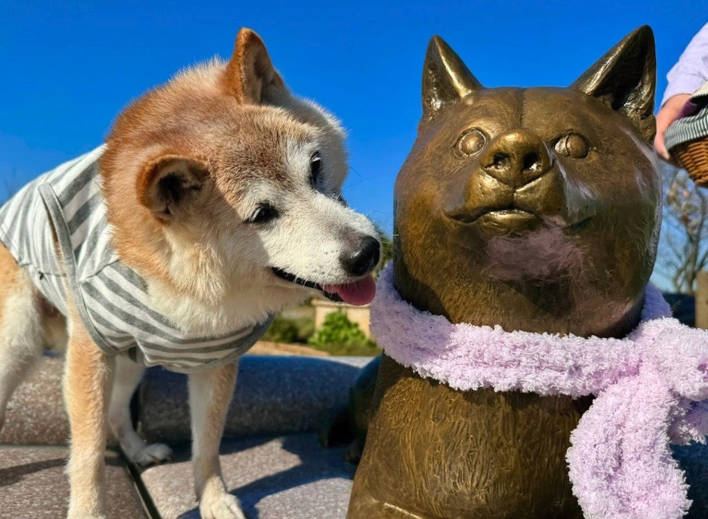 Doge statue and erected in Sakura Furusato Square, Atsuko and Kabosu’s favorite park in Japan.