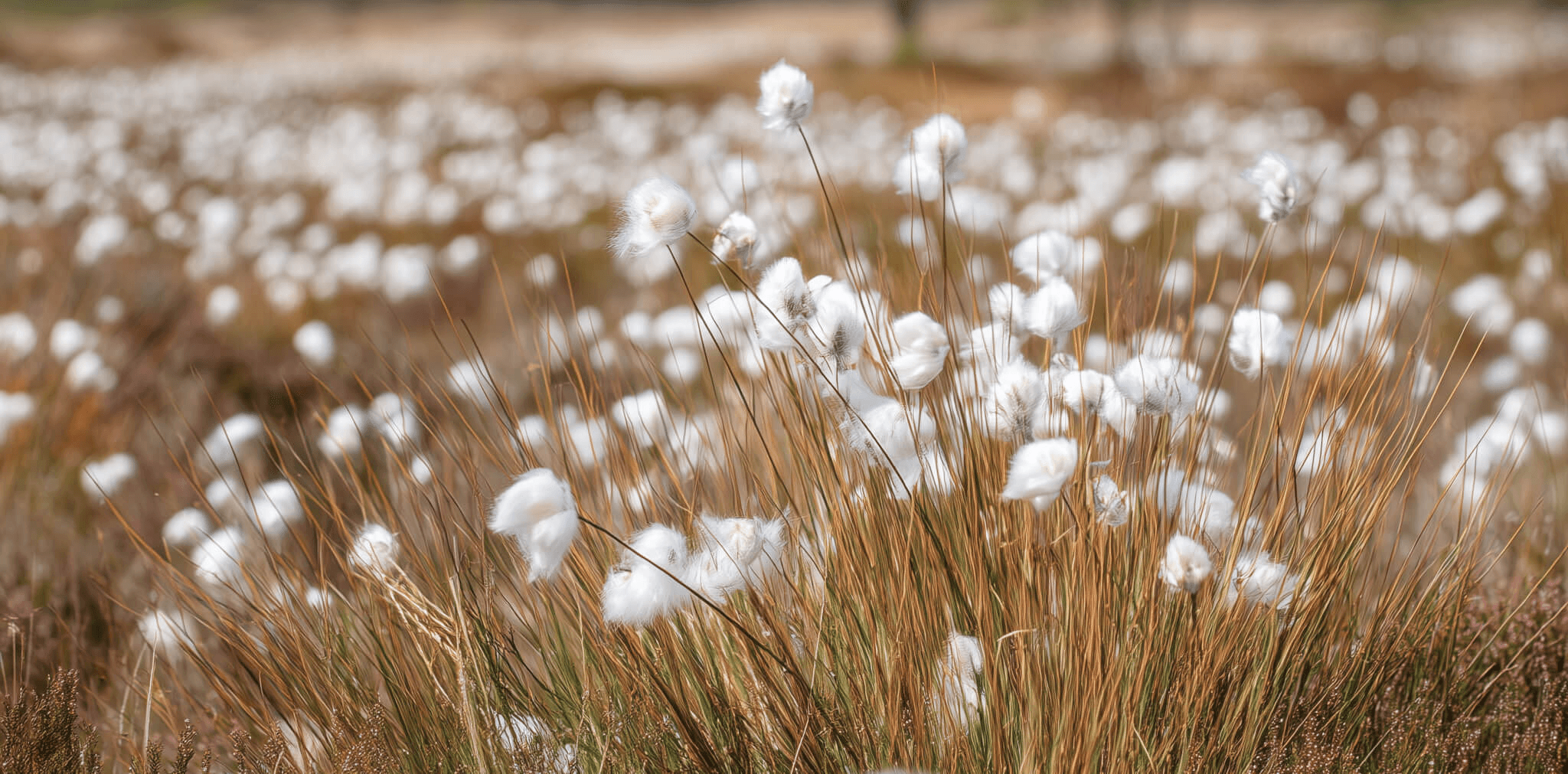 Heide-Wollgras in der Blüte