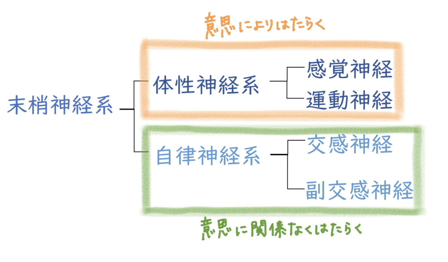 末梢神経の分類と特徴