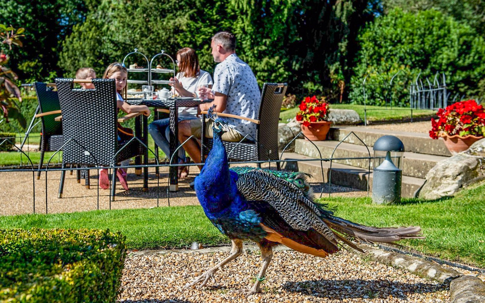 Pavão caminhando perto dos visitantes que jantam ao ar livre nos jardins do Castelo de Warwick.