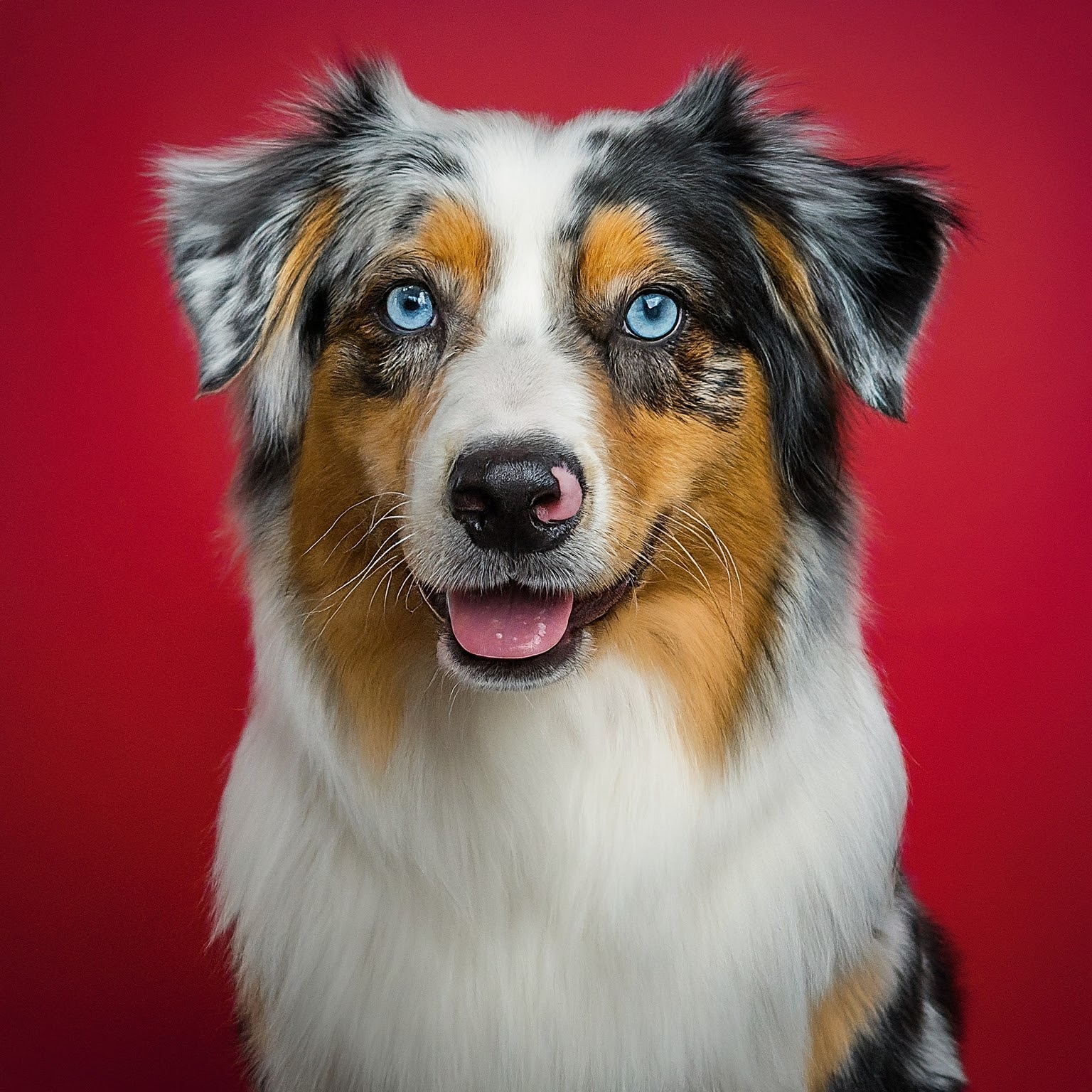 BUDDYUNO, Australian Shepherd