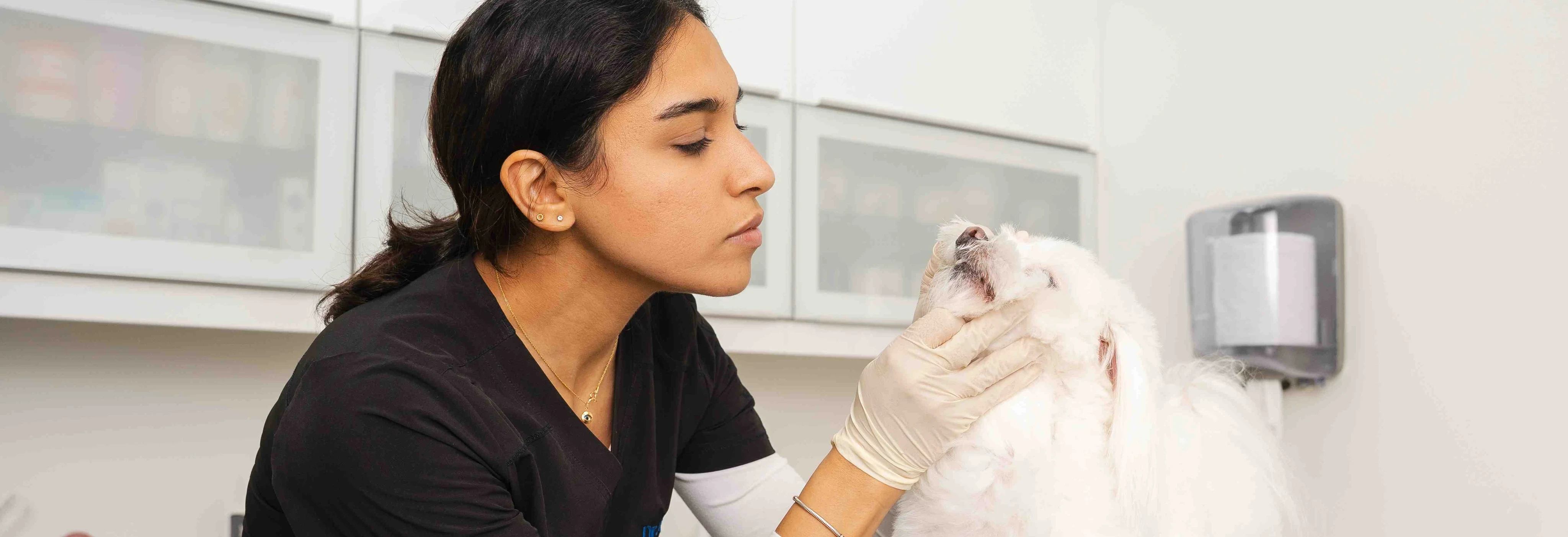 Our friendly and professional veterinary staff greets pets and their families 