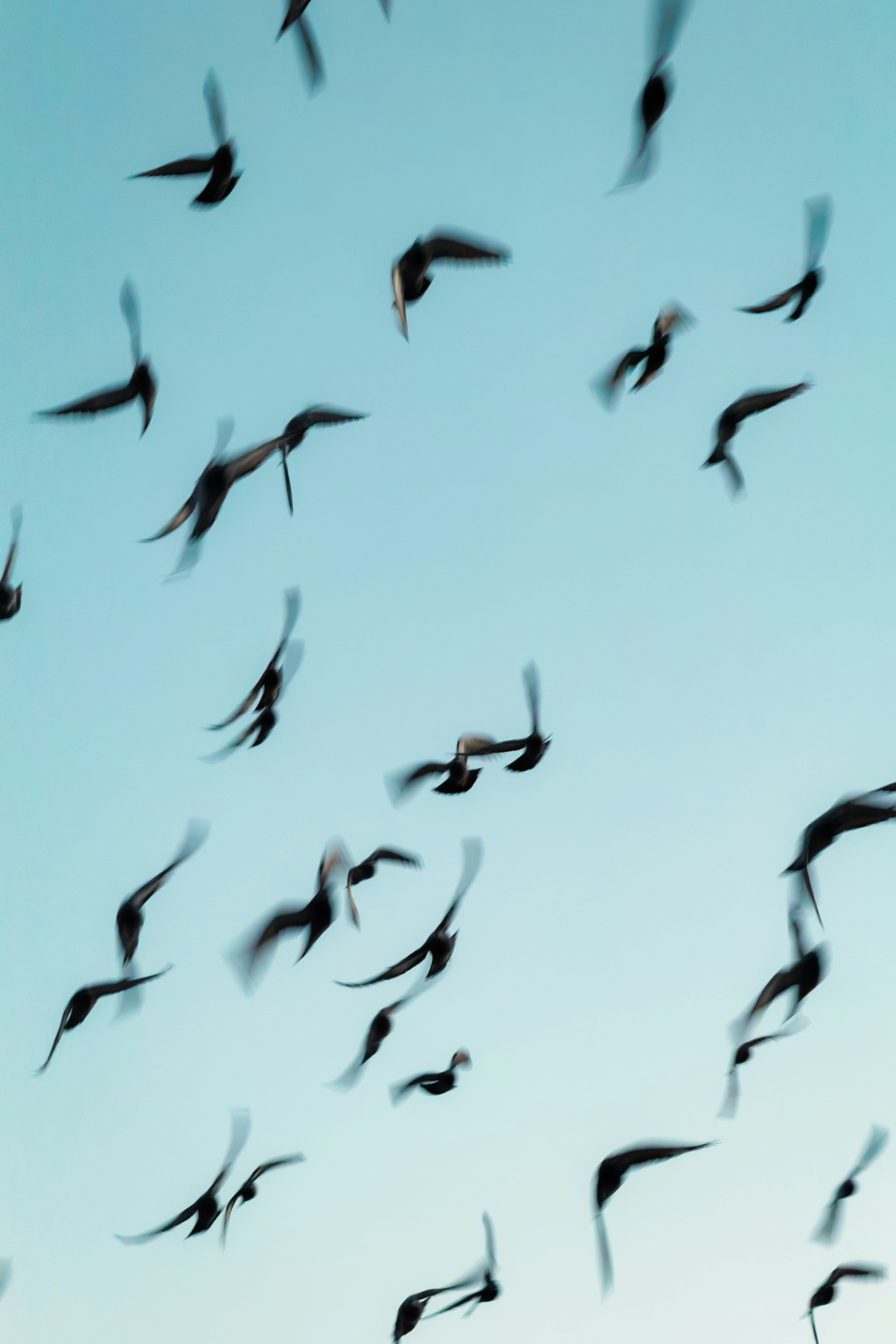 A flock of birds flying against a clear sky