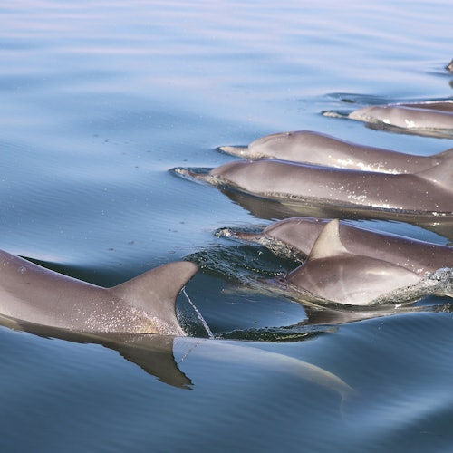 Pod of Dolphins
