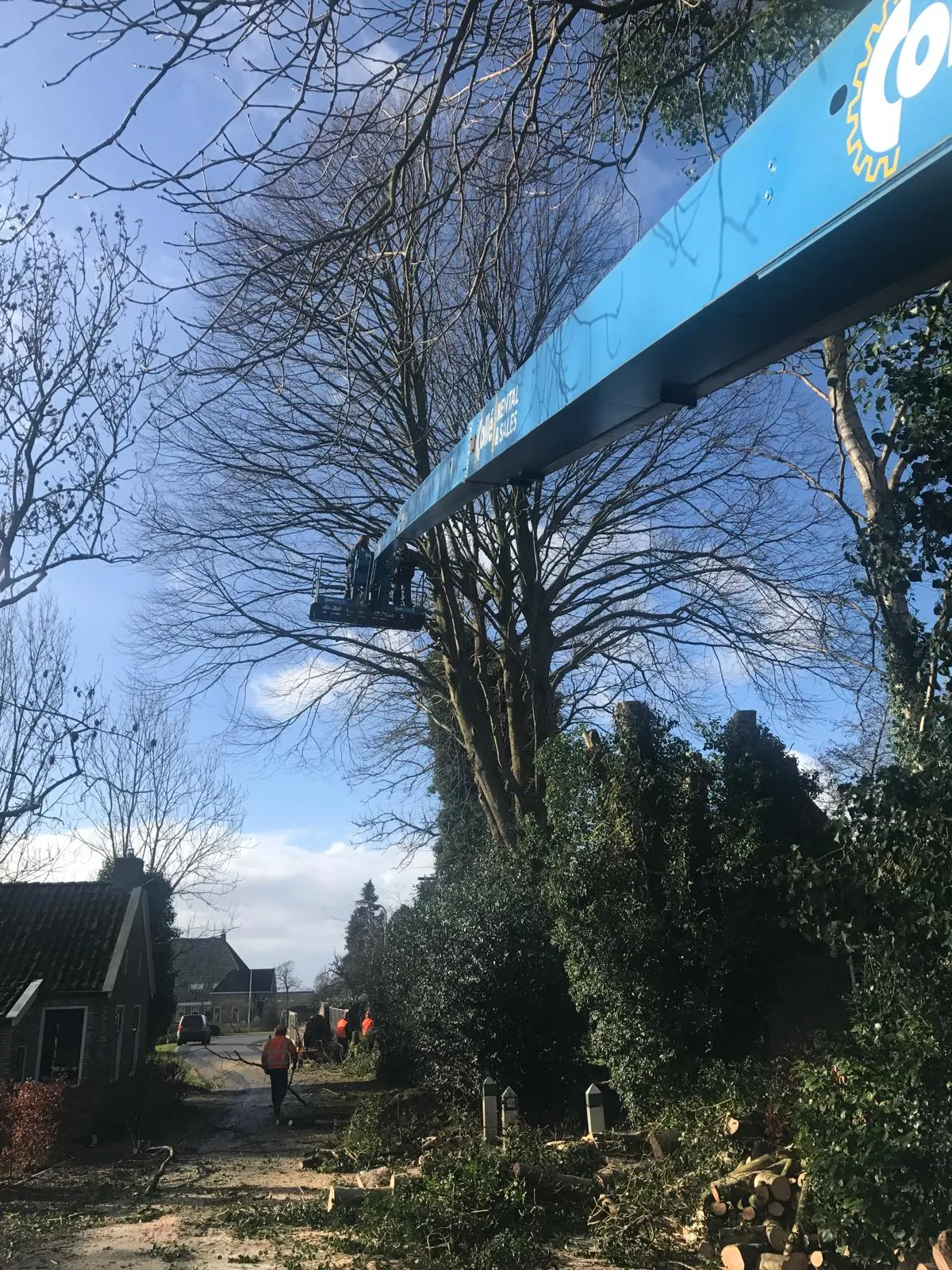 Hoogwerker tussen hoge bomen voor snoeien van kruin tijdens professionele boomverzorging in Friesland