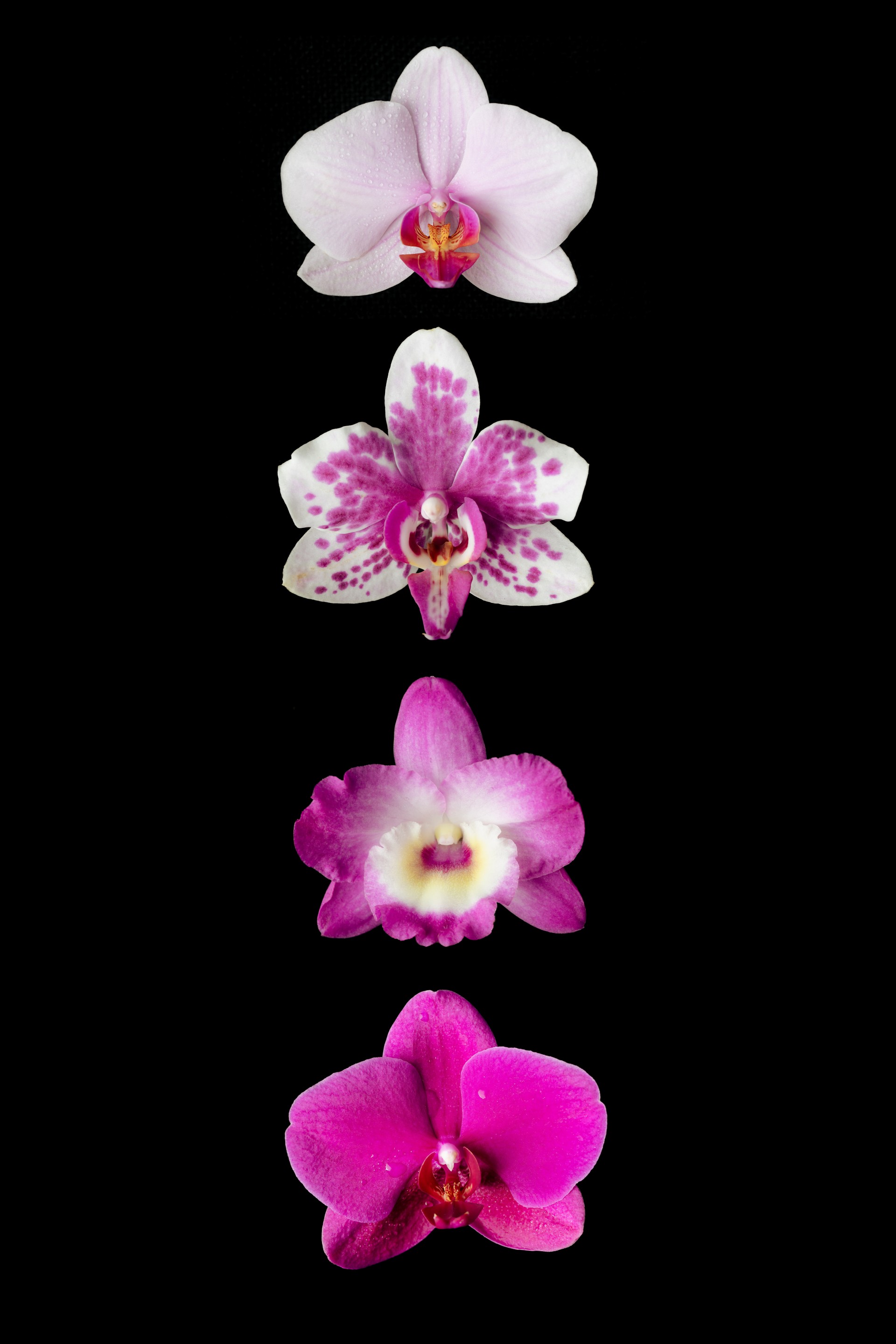Orchid Flowers
