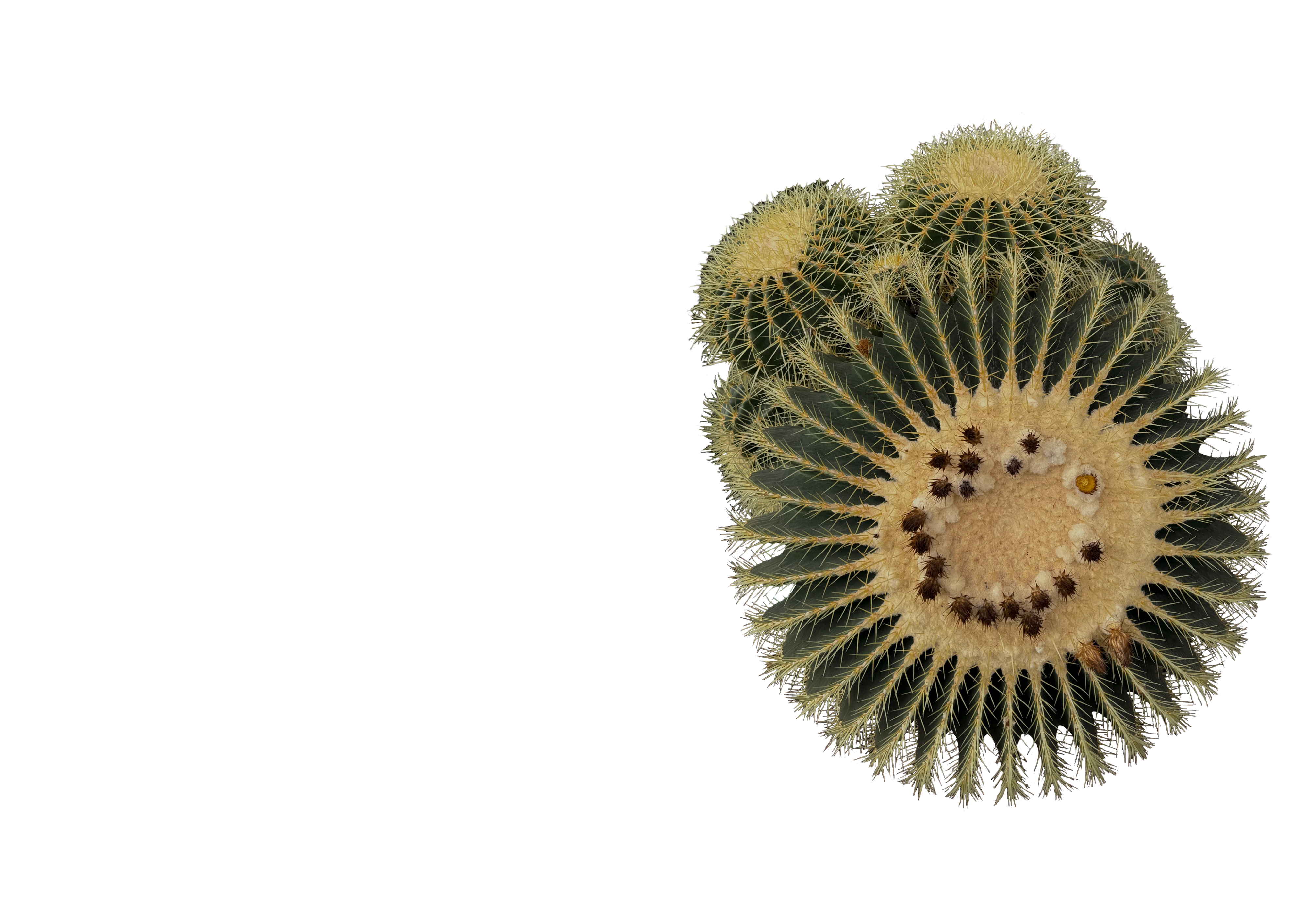 Cluster of round barrel cacti seen from above, ribbed and covered in pale spines.