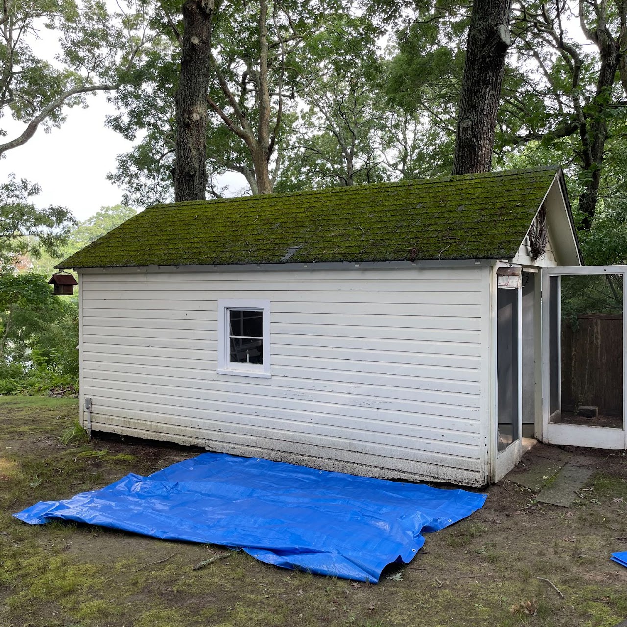 Backyard shed with moss-covered deteriorated roof before reroofing