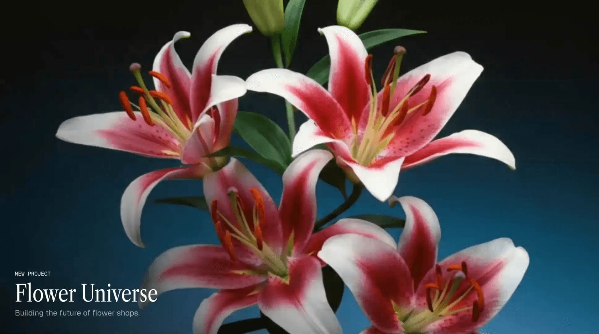 Flower Universe project showcase with pink and white lilies